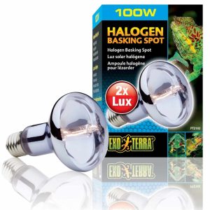 Ampoule Halogène pour Lézarder – Exo Terra