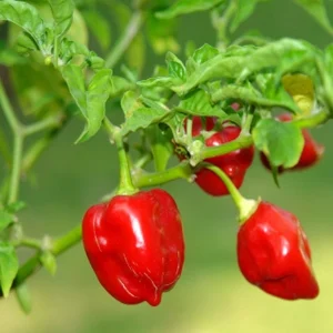 Piment ‘Habanero’ (Capsicum chinense) Graines