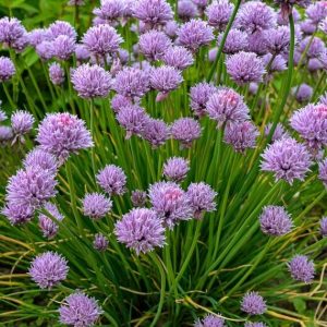 Allium schoenoprasum – Ciboulette Forescate