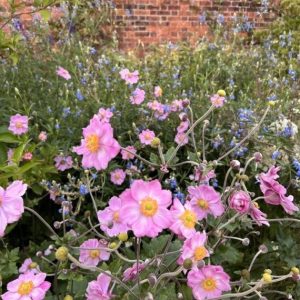 Anemone x hybrida Königin Charlotte – Anémone du Japon