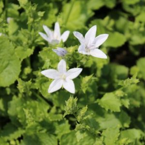 Campanula poscharskyana EH Frost – Campanule des murets