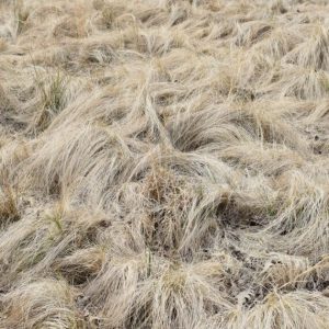 Carex comans Frosted Curls – Laîche de Nouvelle-Zélande