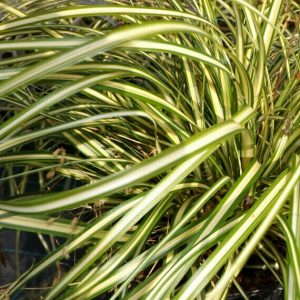 Carex oshimensis Evergold – Laîche d’Oshima