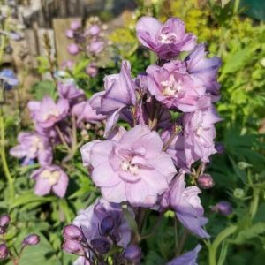 Delphinium Astolat – Pied d’alouette