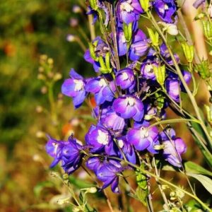 Delphinium King Arthur – Pied d’alouette
