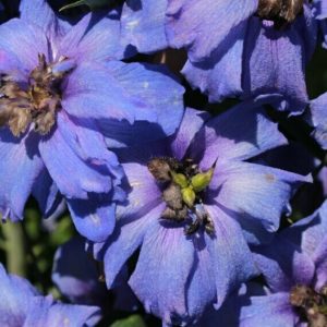Delphinium belladonna Bellamosum – Pied d’alouette