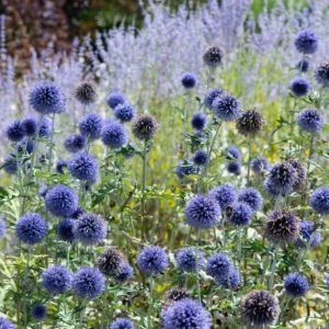 Echinops ritro Veitch Blue – Boule azurée