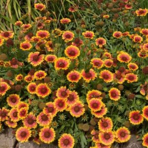 Gaillardia Kobold – Gaillarde naine
