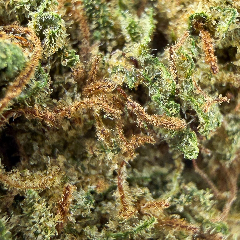 Lifter CBD – Bud Mix – Glass-House – Image 3