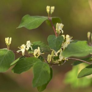 Lonicera xylosteum – Chèvrefeuille des haies