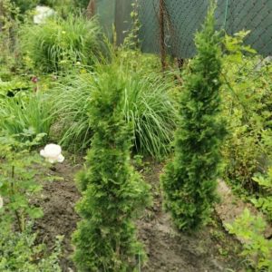 Thuja occidentalis Degroot Spire – Conifère colonnaire persistant