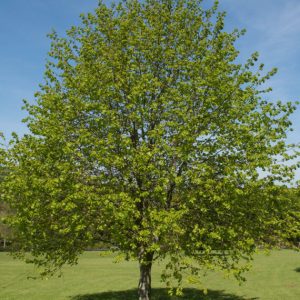 Tilia cordata – Tilleul à petites feuilles