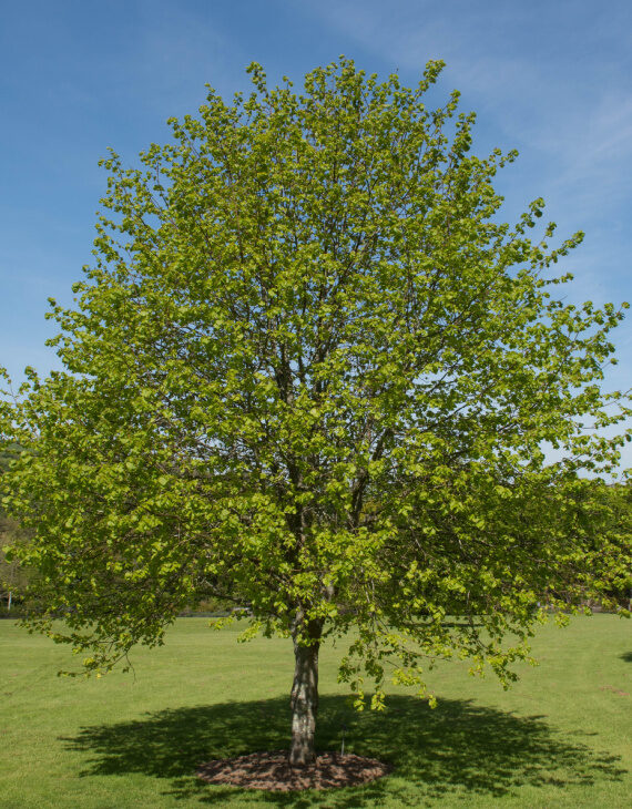 Tilia cordata – Tilleul à petites feuilles