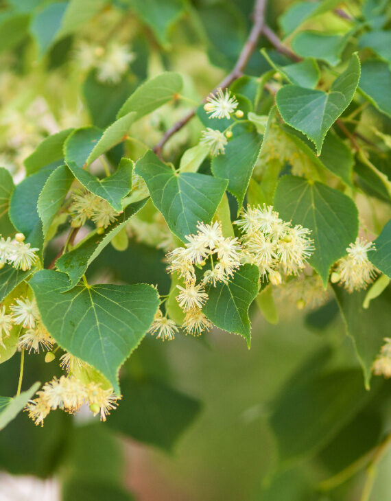 Tilia cordata – Tilleul à petites feuilles – Image 3