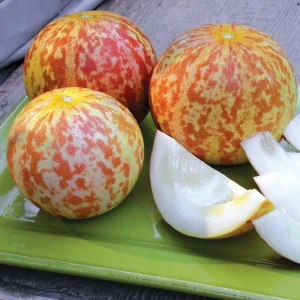 Melon ‘Tigre d’Arménie’ (Variété ancienne) Graines
